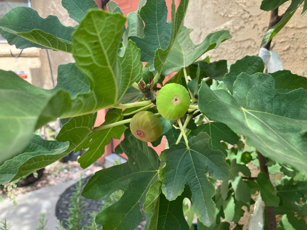 fig tree with figs 2025